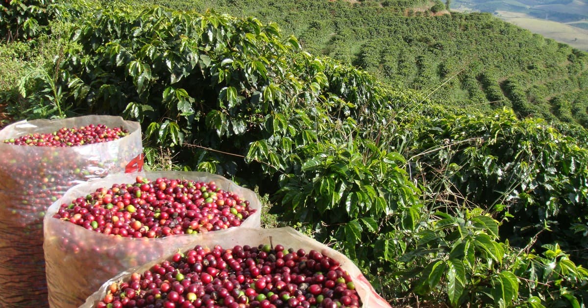 Os segredos do café mais desejado do mundo serão desvendados em Gramado
